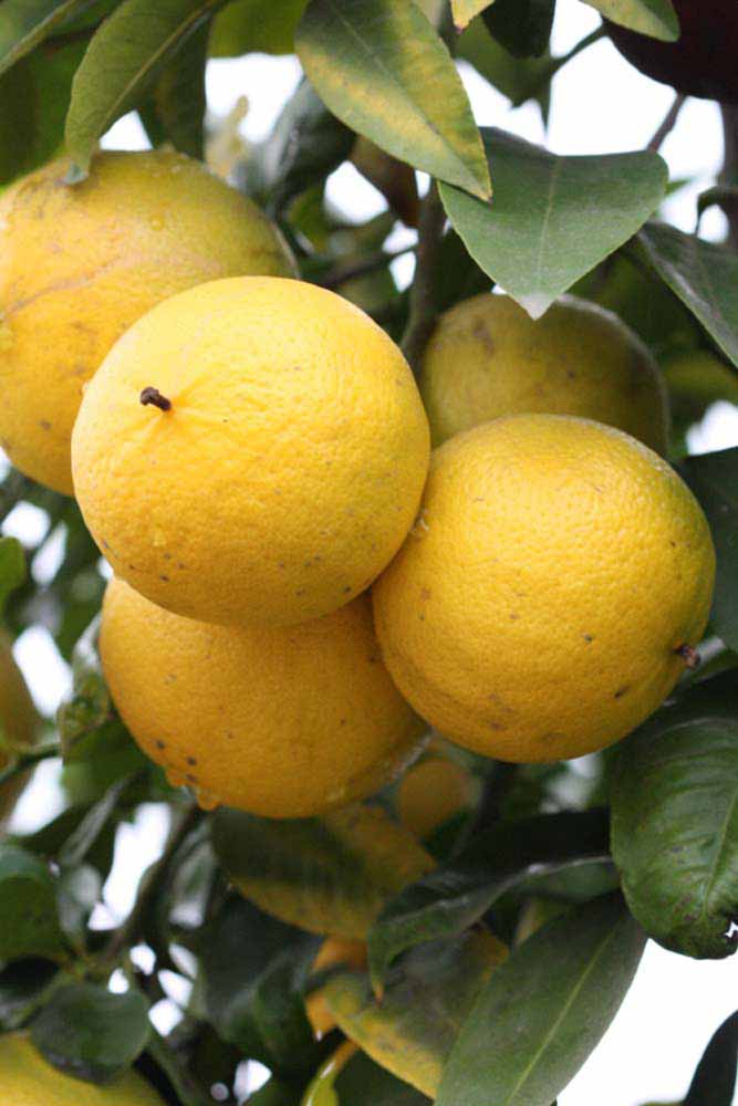             Fruit (Riverside, CA)       